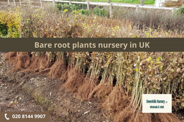 Bare root plants nursery in UK | Greenhills Nursery