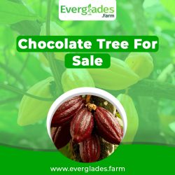 Chocolate tree for sale in Florida
