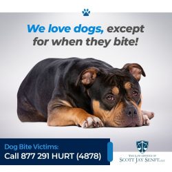 Dog Bite Attorney Florida