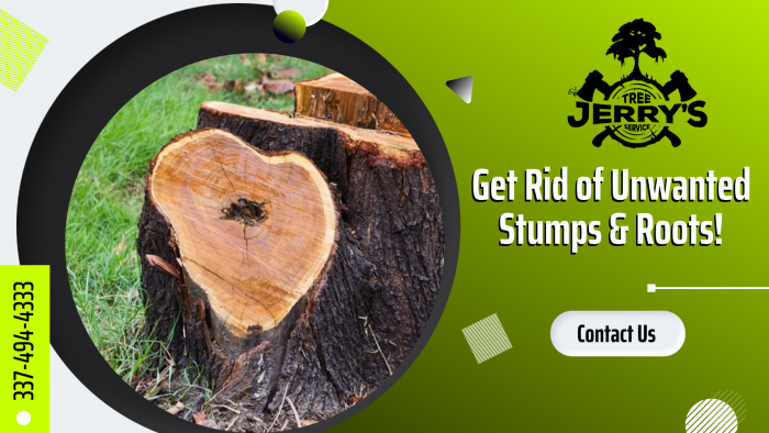 Effective Way to Remove Your Dead Tree Stump