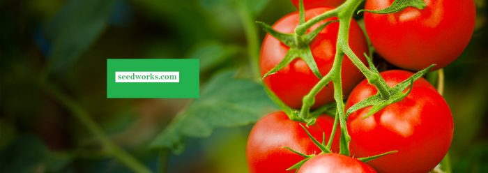 Hybrid Tomato Seeds Suppliers in India