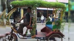 The picture went viral: Grass and plants grown on the rickshaw