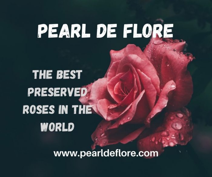 Pearl de flore reviews – The best preserved roses in the World