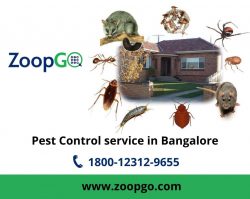 Top Pest Control service in Bangalore city