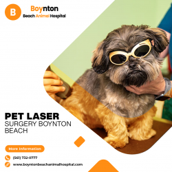 Pet Laser Surgery Boynton Beach