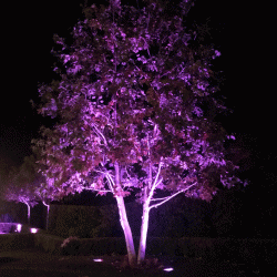 Landscape Tree Lighting – SPJ Lighting