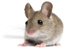 Rodent Control San Antonio – Accurate Pest Control