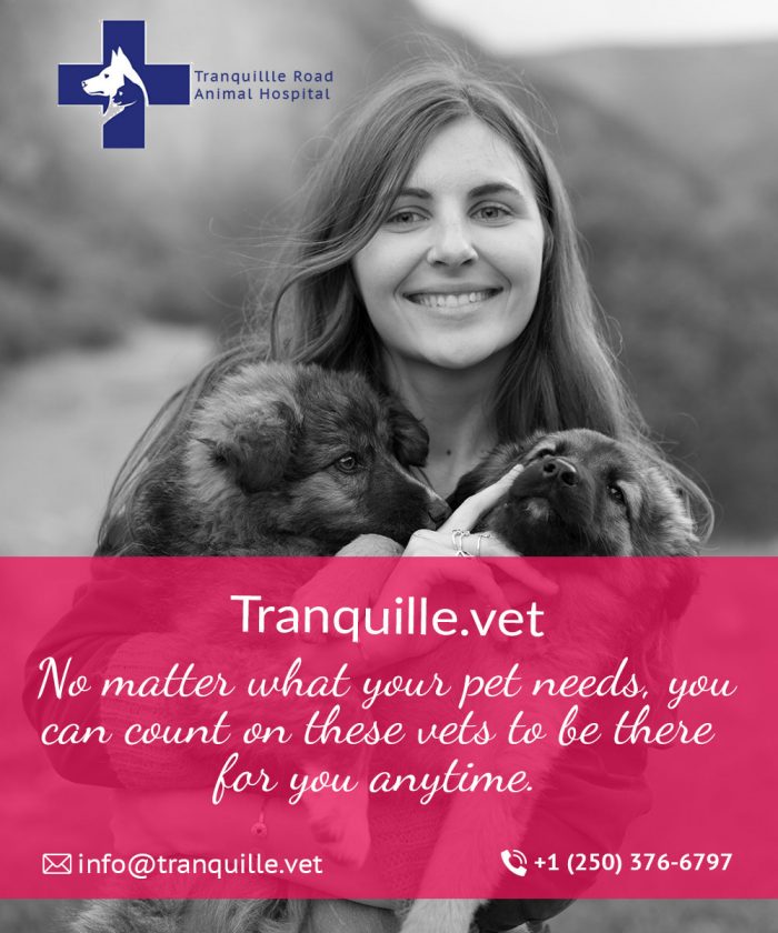The most preferred kamloops Veterinarian for all your pet’s needs