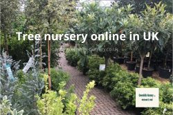 Tree Nursery online UK | Greenhills-Nursery