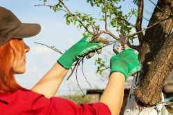 What Is Tree Pruning & What Are Its Benefits?