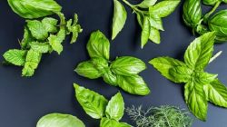Starting Your Own Indoor Herb Garden