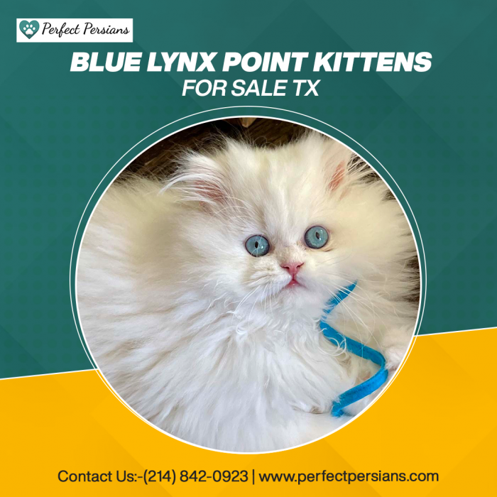 Blue Lynx Point Kittens for Sale in TX