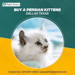 Buy a Persian Kittens in Dallas, Texas