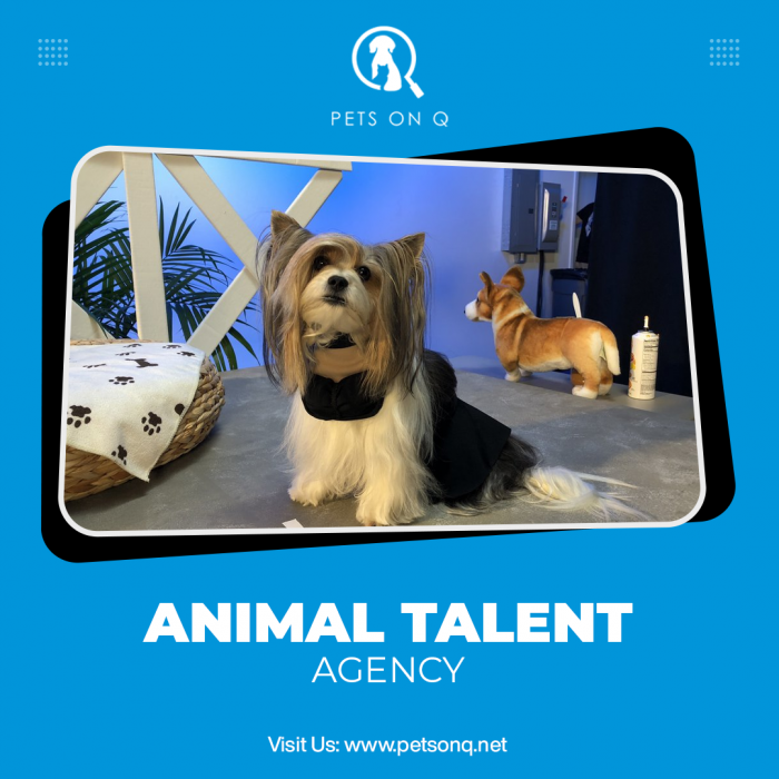 Animal talent Agency