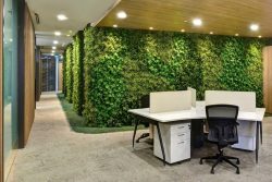 Purchase Artificial Vertical Gardens To Decorate Your Office