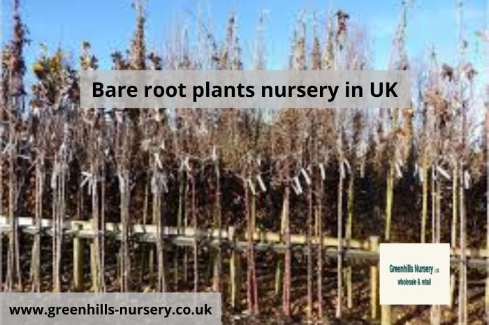 Buy Bare root plants nursery in UK | Greenhills Nursery