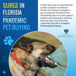 Dog Bite Injury Attorney in Florida