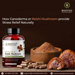 How Ganoderma or Reishi Mushroom provide Stress Relief Naturally