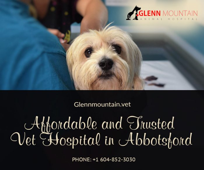 Our staff is trained in Animal Hospital In Abbotsford