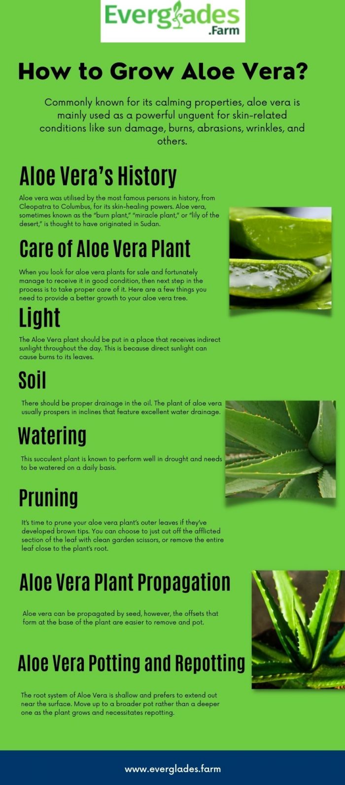 How to Grow Aloe Vera?