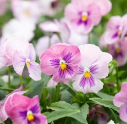 Looking to buy Pansy Flower Seeds?