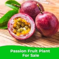 Fresh Passion Fruit Plants for Sale