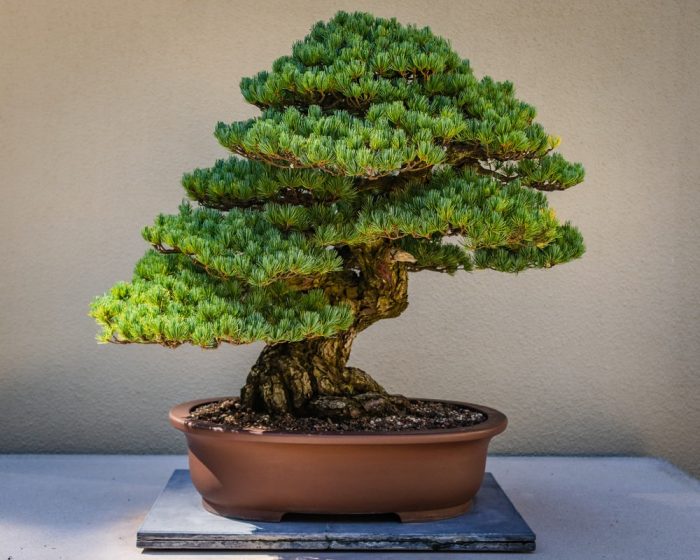 Buy The Bonsai Plants Ficus Plant online at Gifts Valla