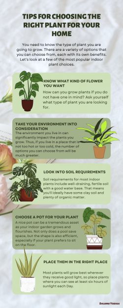 Tips For Choosing The Right Plant for Your Home