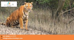 Sundarban Tour Package – Meilleur Holidays
