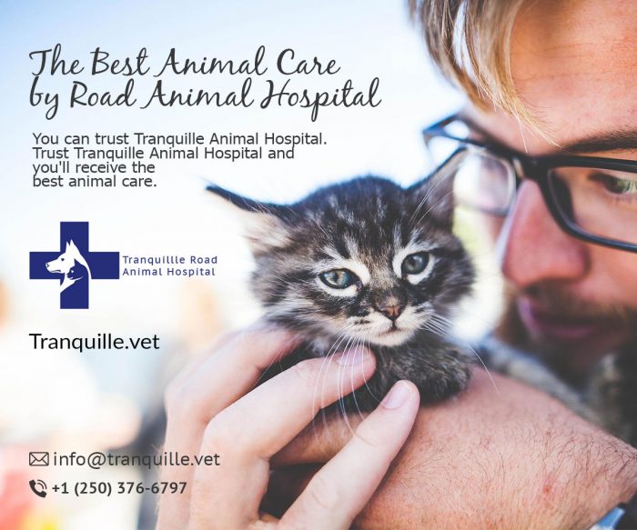 Get the Best pet disease treatment & expert veterinarians in Kamloops