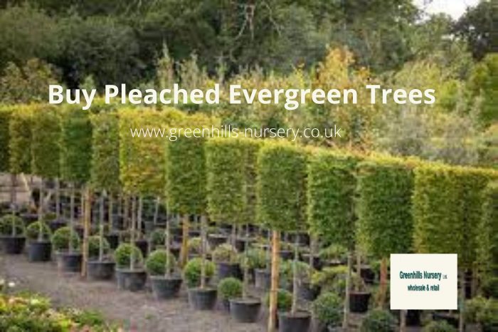 Buy Pleached Evergreen Trees | Greenhills-Nursery