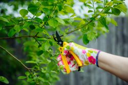 When Should I Prune My Fruit Trees?