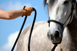 Kaufen Sie Zubehör für Pferdedecken online