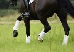 Dressurgamaschen für Pferde online kaufen