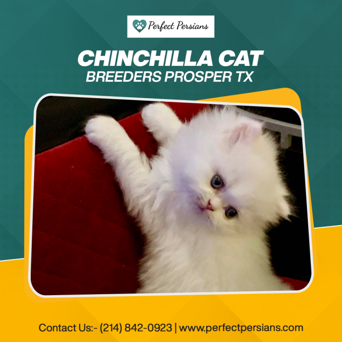 Chinchilla Cat breeders in Prosper, TX