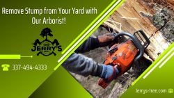 Best Stump Grinding & Stump Removal Company