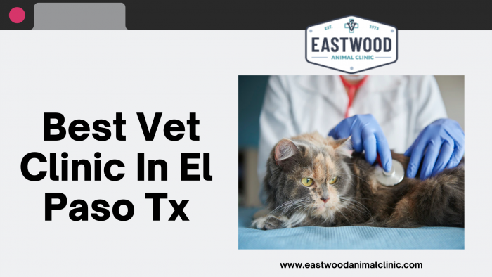 Best Vet Clinic In El Paso Tx