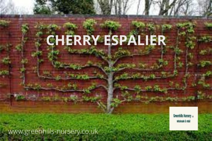 Espalier Evergreen | Cherry Espalier