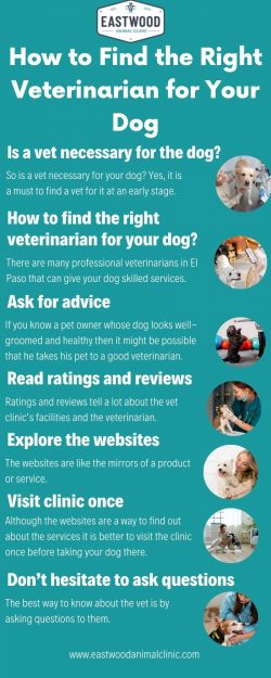 How to Find the Right Veterinarian for Your Dog