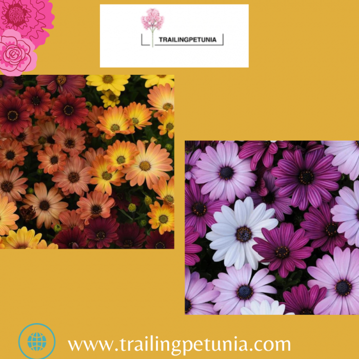 Looking to buy Osteospermum Seeds for Planting?