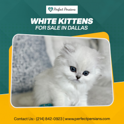 White Kittens for Sale in Dallas, TX