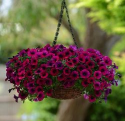 A wide range of Petunia seeds for sale