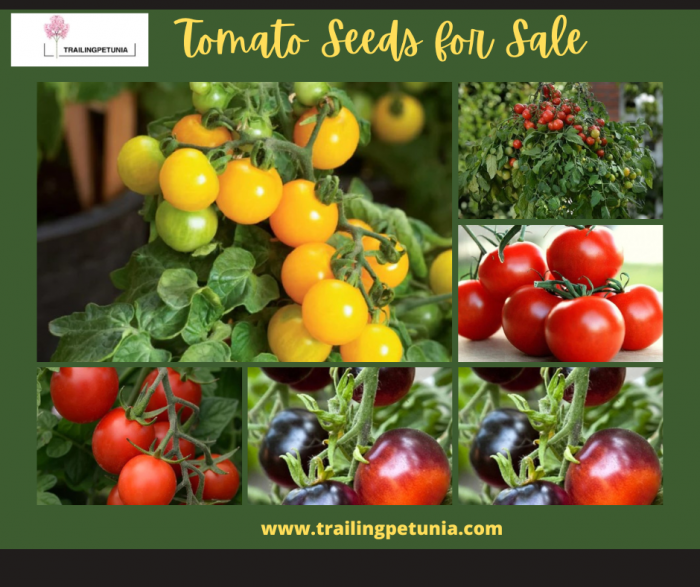 A wide range of tomato seeds are available for sale