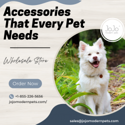 Accessories that Every Dog Needs — Wholesale Accessories