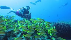 Best Scuba Diving Spots In India Every Underwater Enthusiast Must Visit