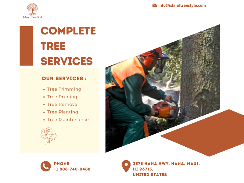 Looking for Best Tree Removal Service in Maui | Island Tree Style