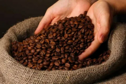 wholesale coffee suppliers melbourne