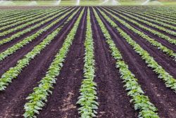 Advantages and disadvantages of commercial agriculture