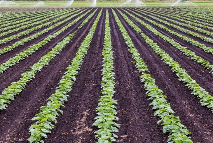 Advantages and disadvantages of commercial agriculture