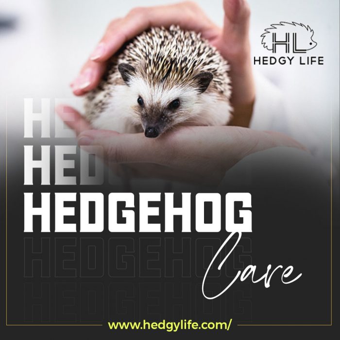 Searching methods of Hedgehog Care and Maintenance? Get to Hedgylife